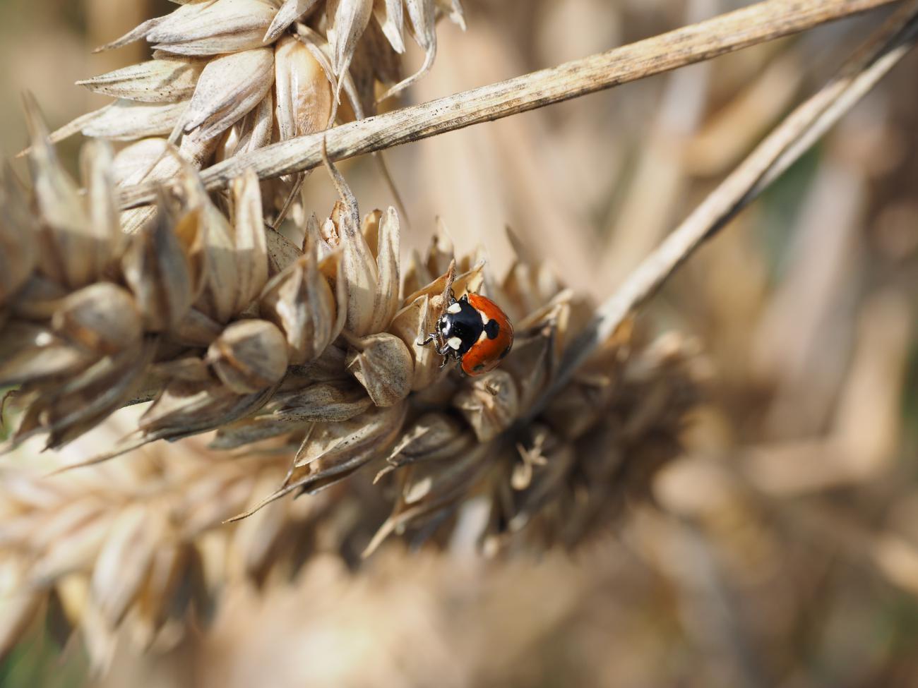 Ladybird
